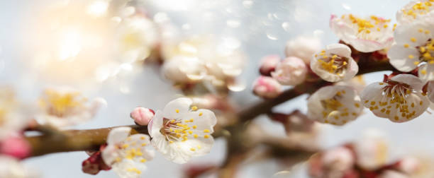 Spring banner blooming apple tree. Background spring. Spring banner blooming apple tree. Background spring. spring bud selective focus outdoors stock pictures, royalty-free photos & images