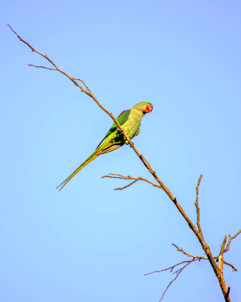 istock Indian ring-necked parakeet(Psittacula krameri) parrot sitting on dry tree branch with clesar blue sky background. 1279367121