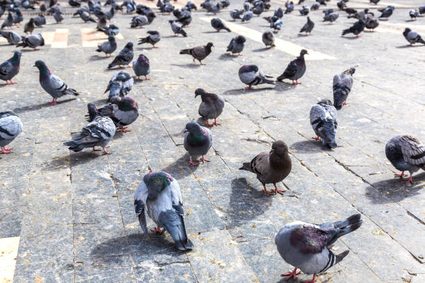 istock A lot of doves 1279367136