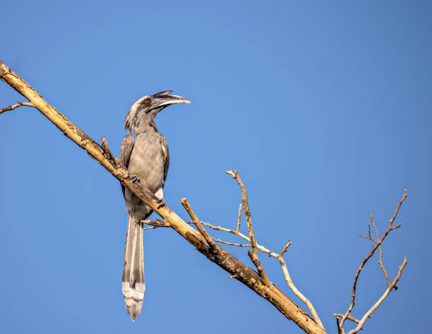 istock Close up image of Indian grey hornbill sitting on a dry tree branch. 1279367185