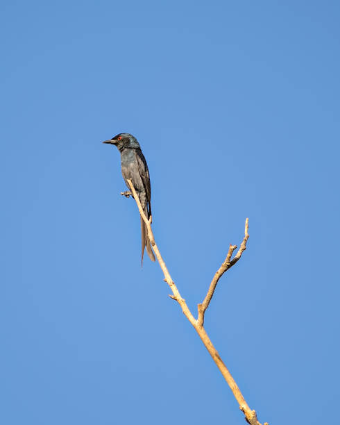 istock Grey bellied cuckoo(Cacomantis passerinus) sitting on a dry tree branch with clear blue sky background in Sunlight. 1279367207