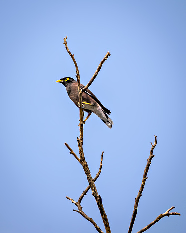 Common Myna bird sitting on a dry tree branch with clear blue sky background.