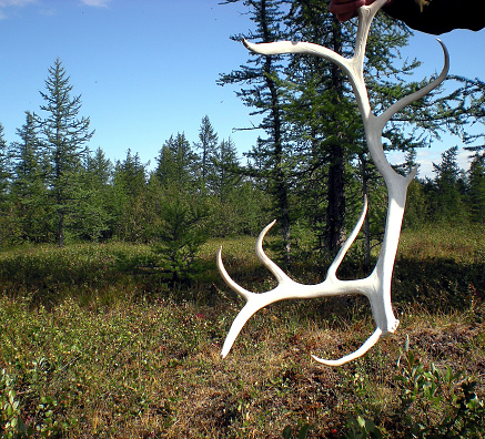 Dropped deer antlers. The reindeer's antlers in the tundra.