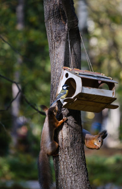 istock beautiful red squirrel and tit bird on the tree in the park 1279367645