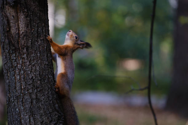 istock beautiful red squirrel on a tree in the park 1279368191