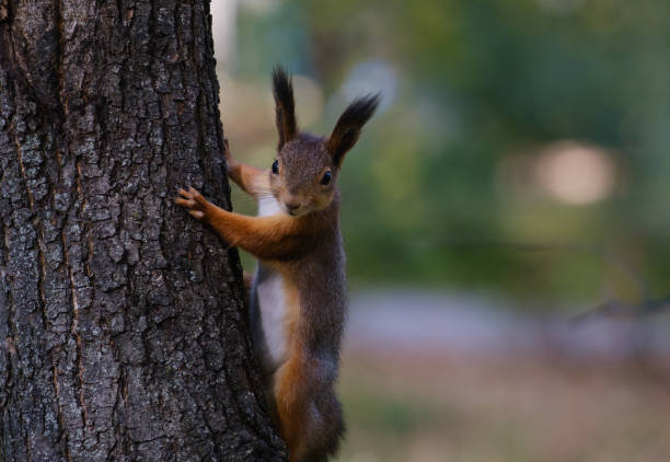 istock beautiful red squirrel on a tree in the park 1279368199