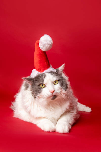 istock Funny Cat in Santa Hat 1279368307