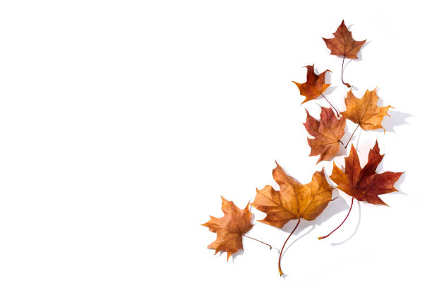 istock Autumn composition. Dried leaves on whitebackground. Top view. Flat lay. 1279368679