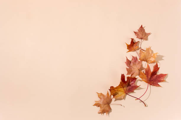 istock Autumn composition. Dried leaves on pastel biege background. Top view. Flat lay. 1279368779