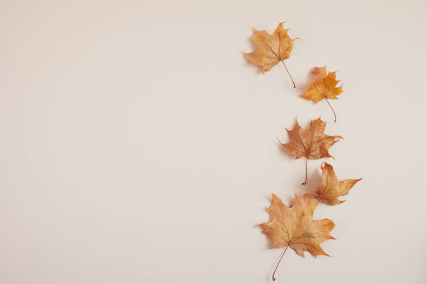 istock Autumn composition. Dried leaves and pompkins on pastel biege background. Top view. Flat lay. 1279368900