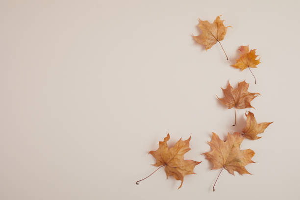 istock Autumn composition. Dried leaves and pompkins on pastel biege background. Top view. Flat lay. 1279368925