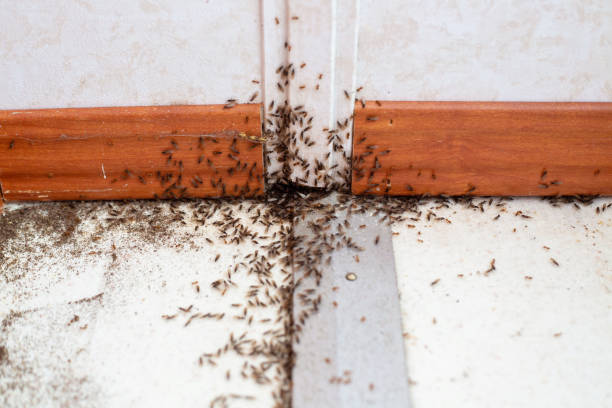 Ant Infestation An infestation of ants with wings (termites?) crawling out of a baseboard ant stock pictures, royalty-free photos & images