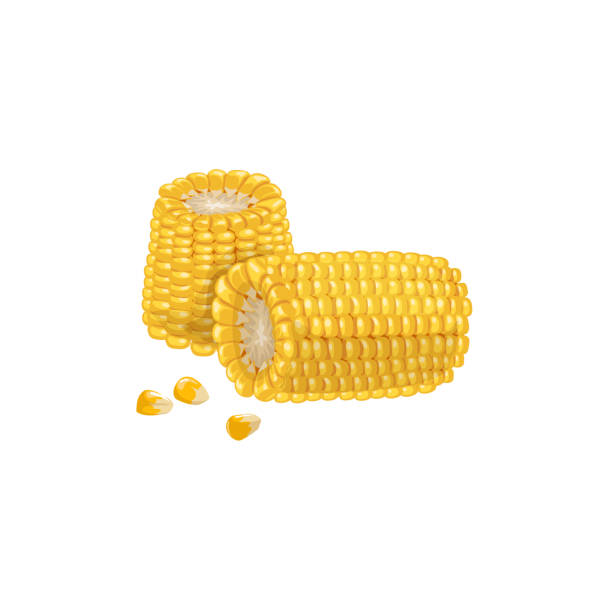 ilustrações de stock, clip art, desenhos animados e ícones de a corn cob parts group with seeds. cartoon trendy style. maize. bright ripe vegetable. vector illustration isolated on white background. - corn on the cob corn corn crop white background