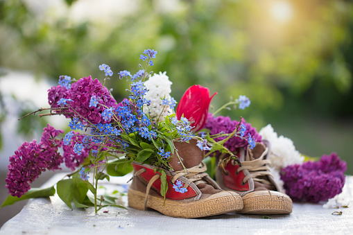 A bouquet of summer flowers in old shoes. Lilac tulips grow out of sneakers. Spring and summer floral background.