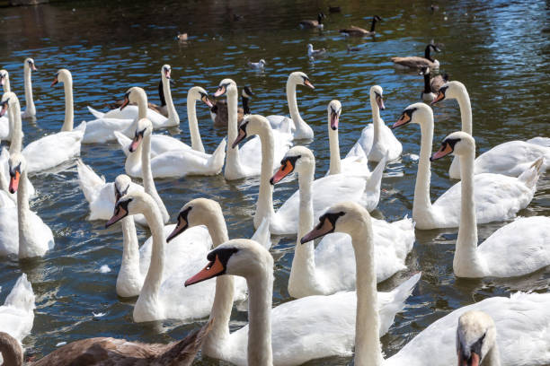 istock Swans in the river in Stratford-upon-Avon 1279371142