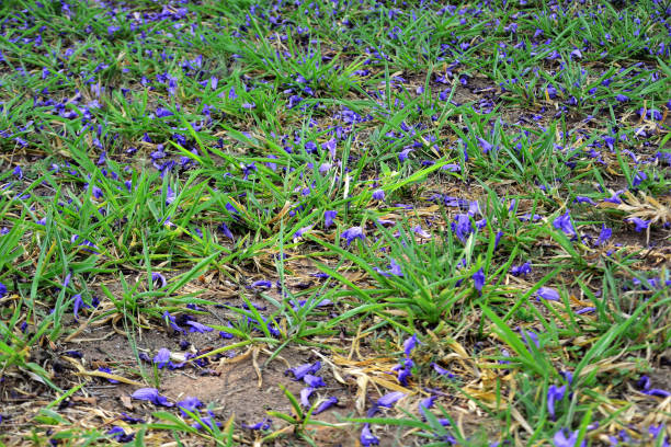 istock Various fallen flowers of Jacaranda mimosifolia on grass 1279371560