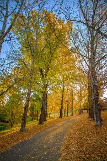 istock Pathway Through A Colorful Autumn Park 1279371712
