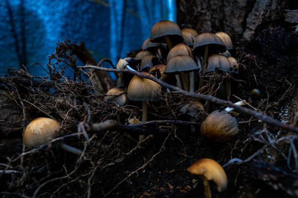 seta de tapa de mica. paisaje - fungus roots fotografías e imágenes de stock