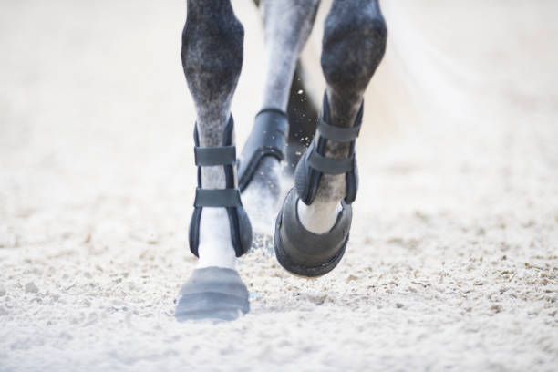 istock Horse legs in motion 1279372536