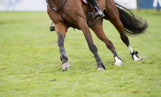 A young female equestrian going over a jump on a brown horse.  Trees are visible in the background of the shot.