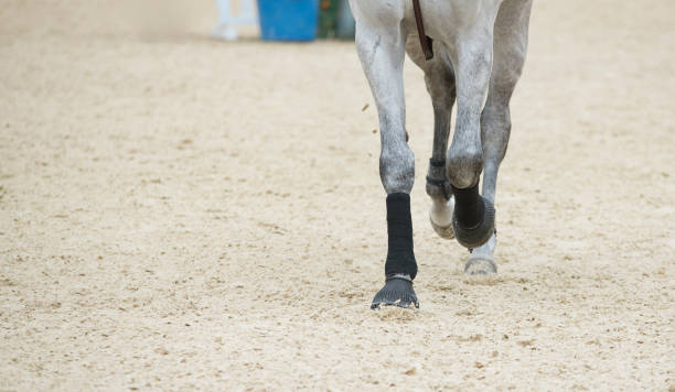 istock Horse legs in motion 1279372584