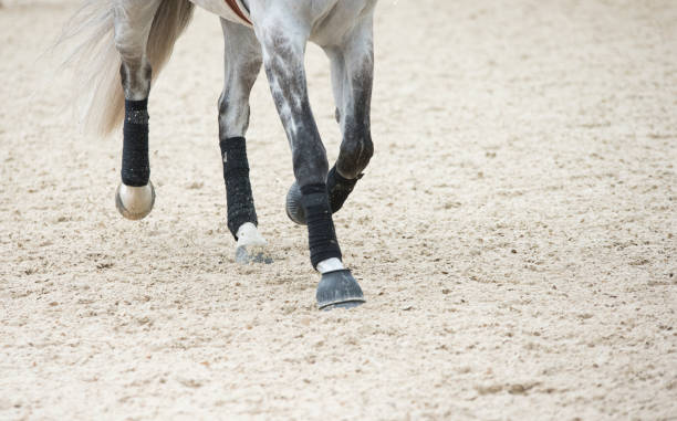 istock Horse legs in motion 1279372587