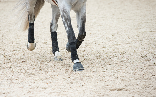 Close up shot of grey horse legs wearing protective boots trotting on light coloured footing.