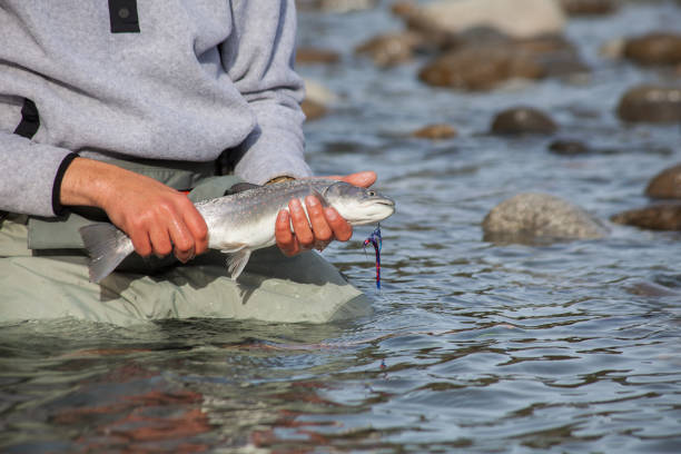 ein fischer hält eine kleine stierforelle hoch - bull trout stock-fotos und bilder