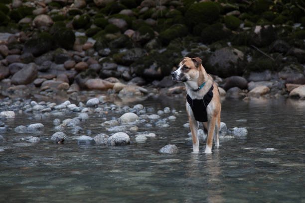 сен-бернар хриплый микс собака, стоящая вдоль скалистого берега реки - belle river стоковые фото и изображения