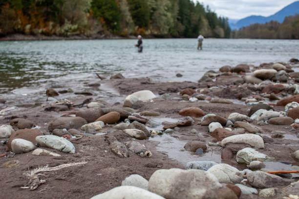 Decomposing dead chum salmon line the riverbank in the fall as they run up stream to spawn in the Squamish River stock photo