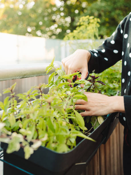 istock Basil plant in plant pot being held by human hands 1279373100