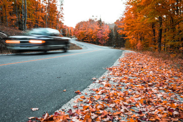 istock Road in a Canadian natural park 1279374069