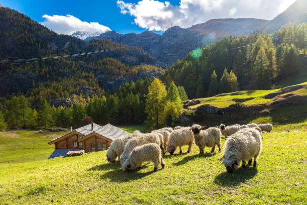 ovejas de nariz negra del valais en los alpes - mountain famous place livestock herd fotografías e imágenes de stock