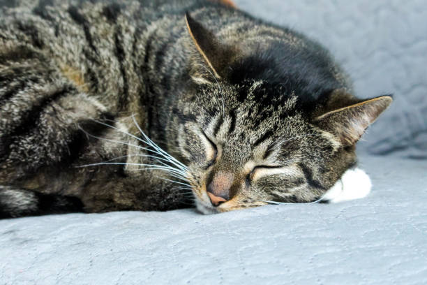 istock Beautiful domestic cat cute sleeping on a warm gray blanket 1279374193