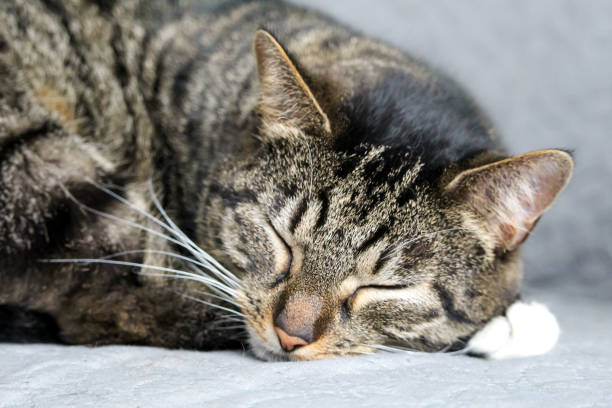 istock Portrait of a beautiful fluffy sleeping cat 1279374427