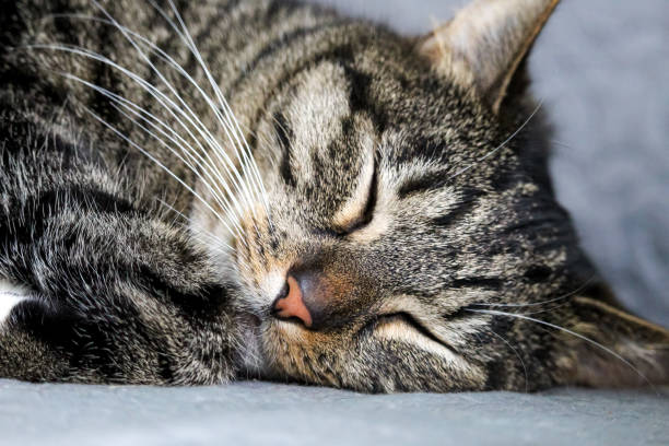 istock Portrait of a beautiful fluffy sleeping cat 1279374529