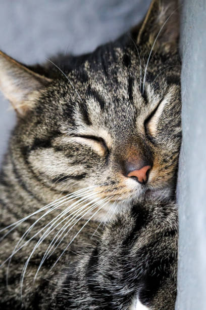 istock Beautiful domestic cat cute sleeping on a warm gray blanket 1279374532