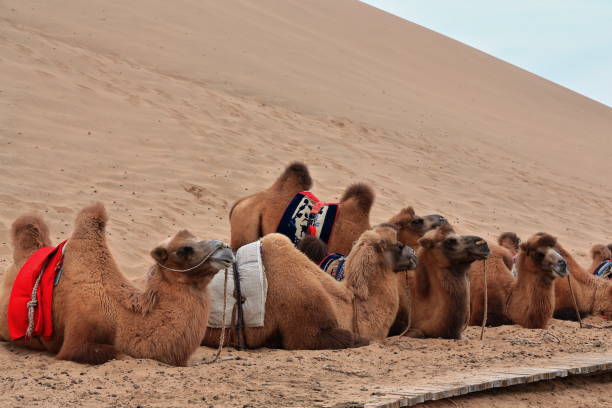 bactrian camels group-tourist rides around badain e.lake-badain jaran desert-inner mongolia-china-1034 - bactrian camel imagens e fotografias de stock