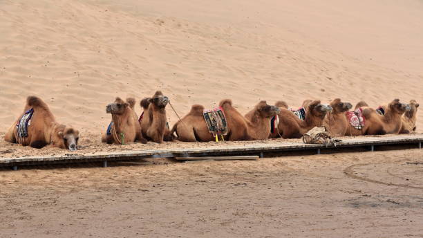 bactrian camels group-tourist rides around badain e.lake-badain jaran desert-inner mongolia-china-1035 - bactrian camel imagens e fotografias de stock