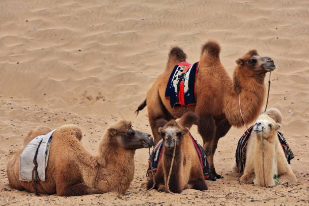 bactrian camels group-tourist rides around badain e.lake-badain jaran desert-inner mongolia-china-1033 - bactrian camel imagens e fotografias de stock