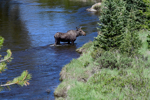 Rocky Mountain National Park, CO, USA- June 12, 2020:\nA female moose urges her young to cross a stream. The youngster decides its too deep, and refuses to cross. The mother returns to the young moose. I'm sure they will find another way around.