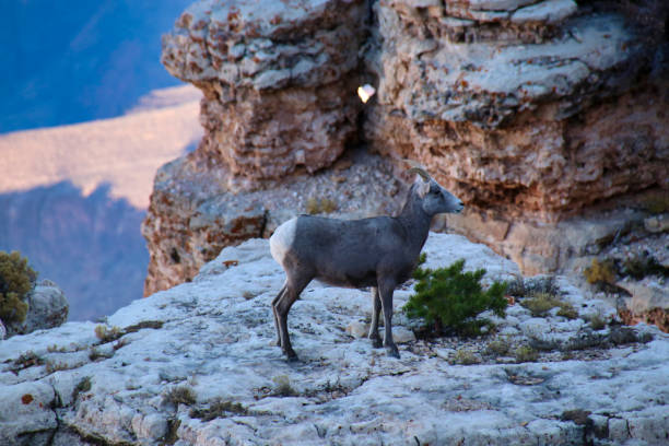 サワースリムの砂漠のビッグホーン羊、グランドキャニオンnp、アリゾナ州、米国 - bighorn sheep sonoran desert animal sheep ストックフォトと画像