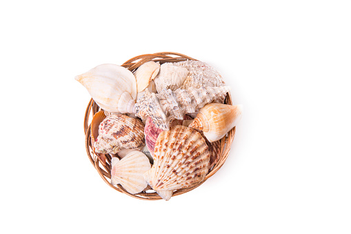 seashells in wicker basket. on white background.