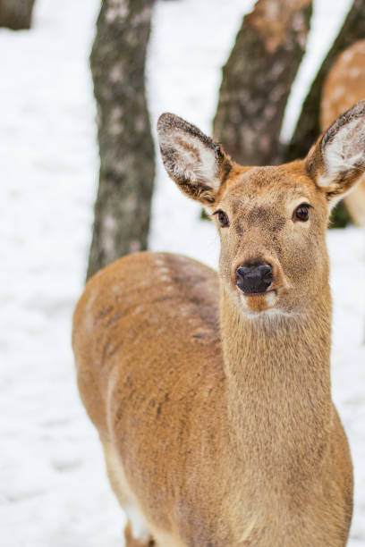 istock A female spotted deer. Sunny winter day, snow fell. 1279377098