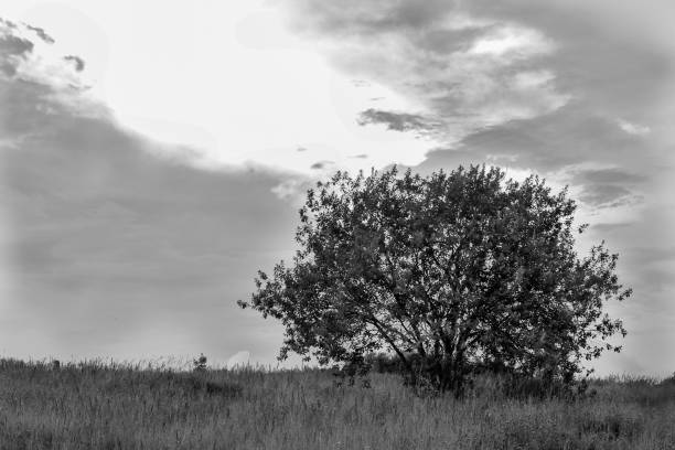istock A monochrome shot of a tree in a field. 1279377285