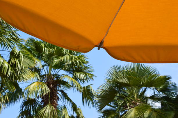 istock Parasols and palmtrees  against blue sky 1279378093