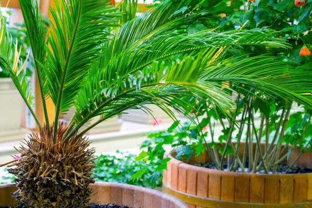 istock Flowers and plants in a large greenhouse. 1279378949