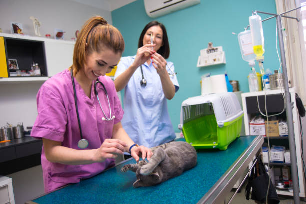 istock Female vets vaccinating cat 1279380249
