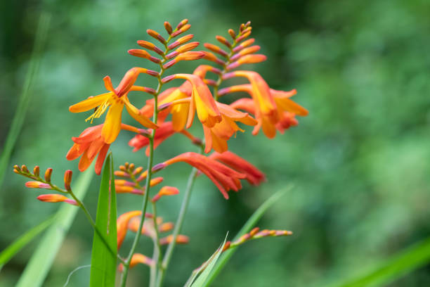 Crocosmia flowers Close up of crocosmia x crocosmiiflora flowers in bloom crocosmia stock pictures, royalty-free photos & images