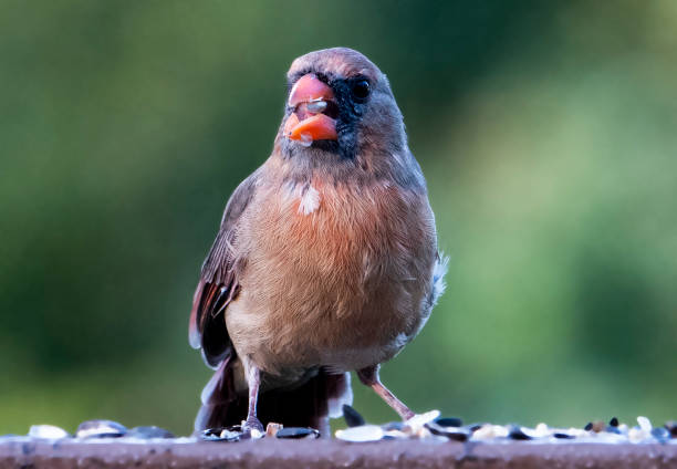 istock Female Northern Cardinal 1279382544